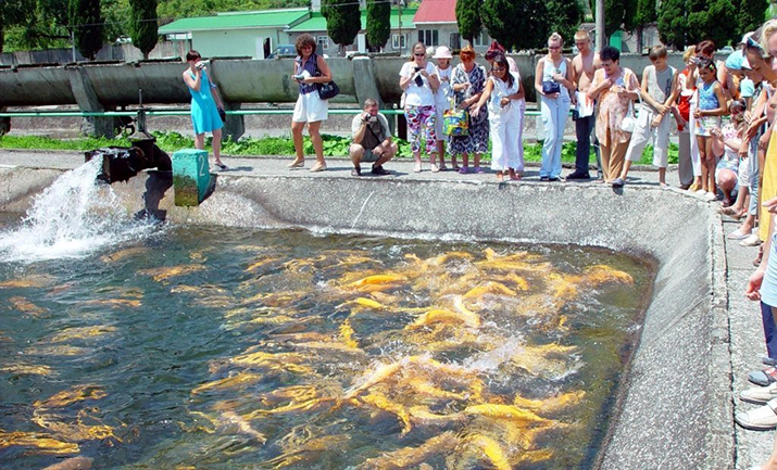 бассейн для разведения рыбы